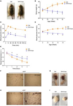 Empagliflozin Induces White Adipocyte Browning and Modulates Mitochondrial Dynamics in KK Cg-Ay/J Mice and Mouse Adipocytes